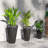 Kise Pot Planter-323524643-322665828