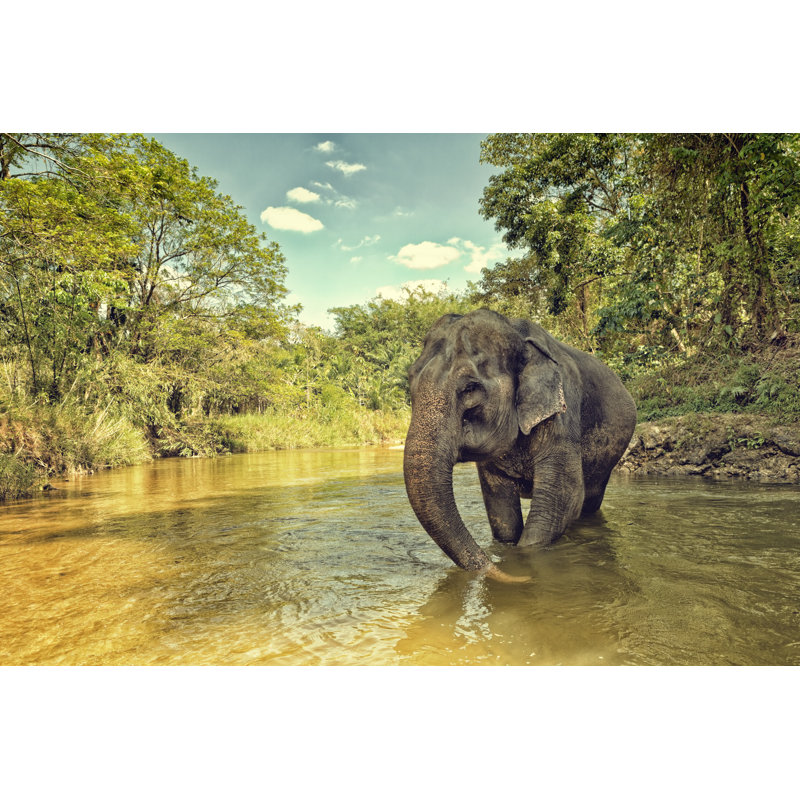 Asian Elephant - No Frame Print on Canvas, 51cm H x 76cm W