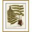 18th Century Botanical Engravings Giclee Print