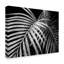 « palm frondes », reproduction de photo sur toile tendue-31872815
