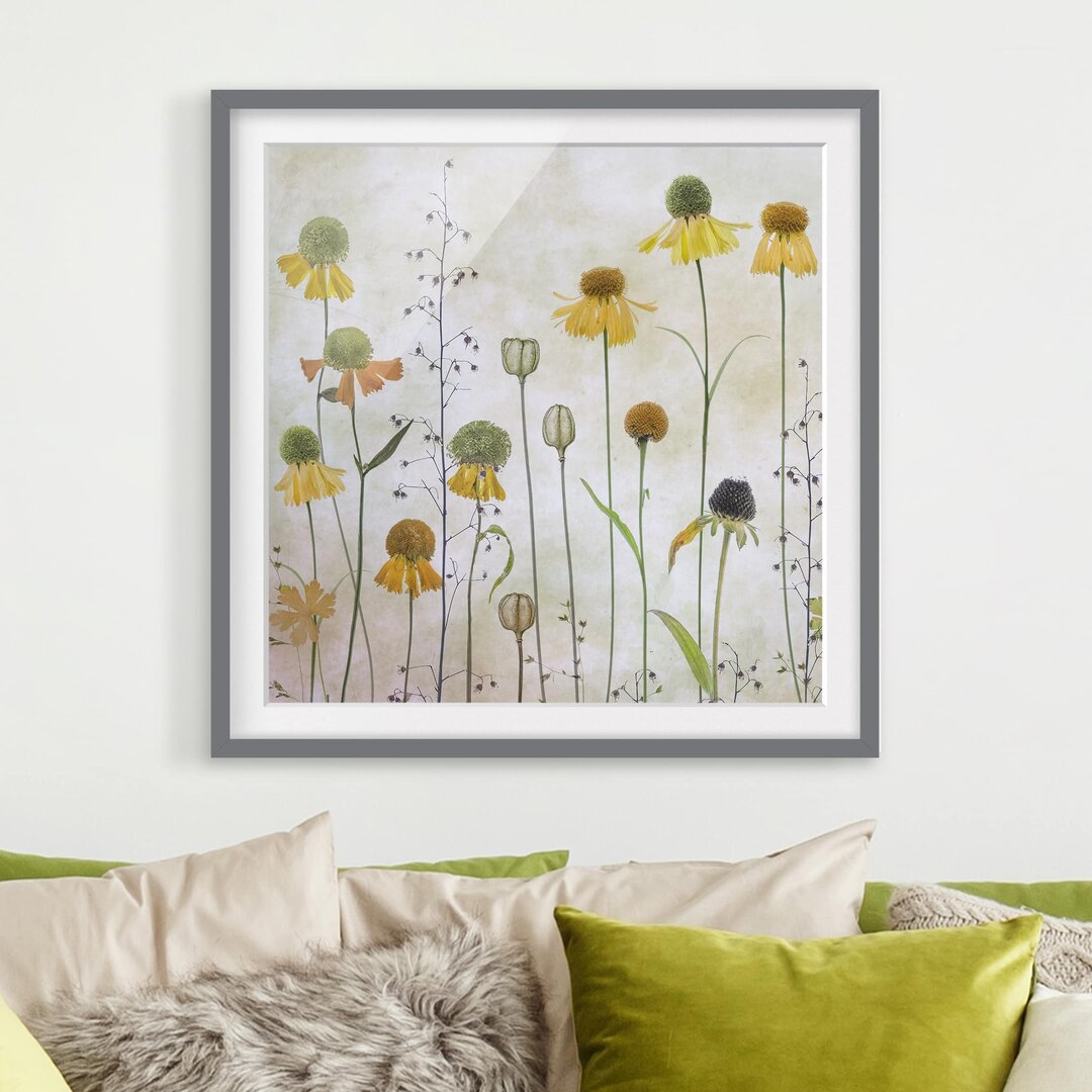 Gerahmtes Poster Delicate Helenium Flowers