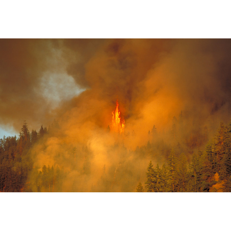 Forest Fire - Wrapped Canvas Print, 61cm H x 91cm W x 3.8cm D