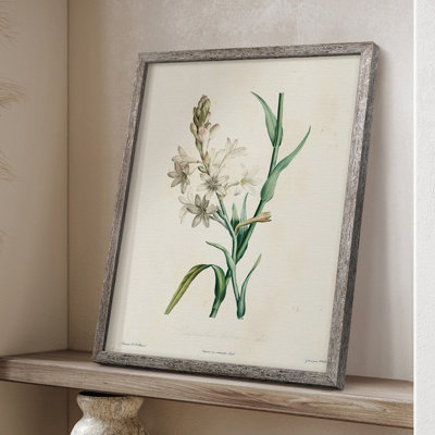 Traditional Botanical IV Framed Print - Solid Wood