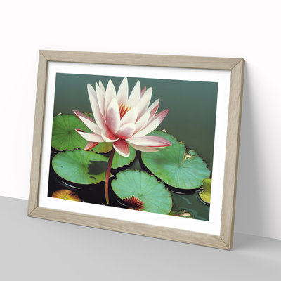 Serene Water Lily Flower - Single Picture Frame Print