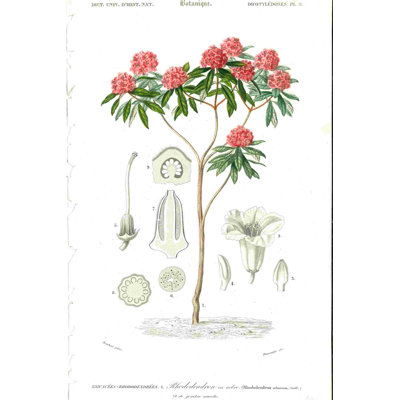 " Scientific Illustration Red Flower Tree "