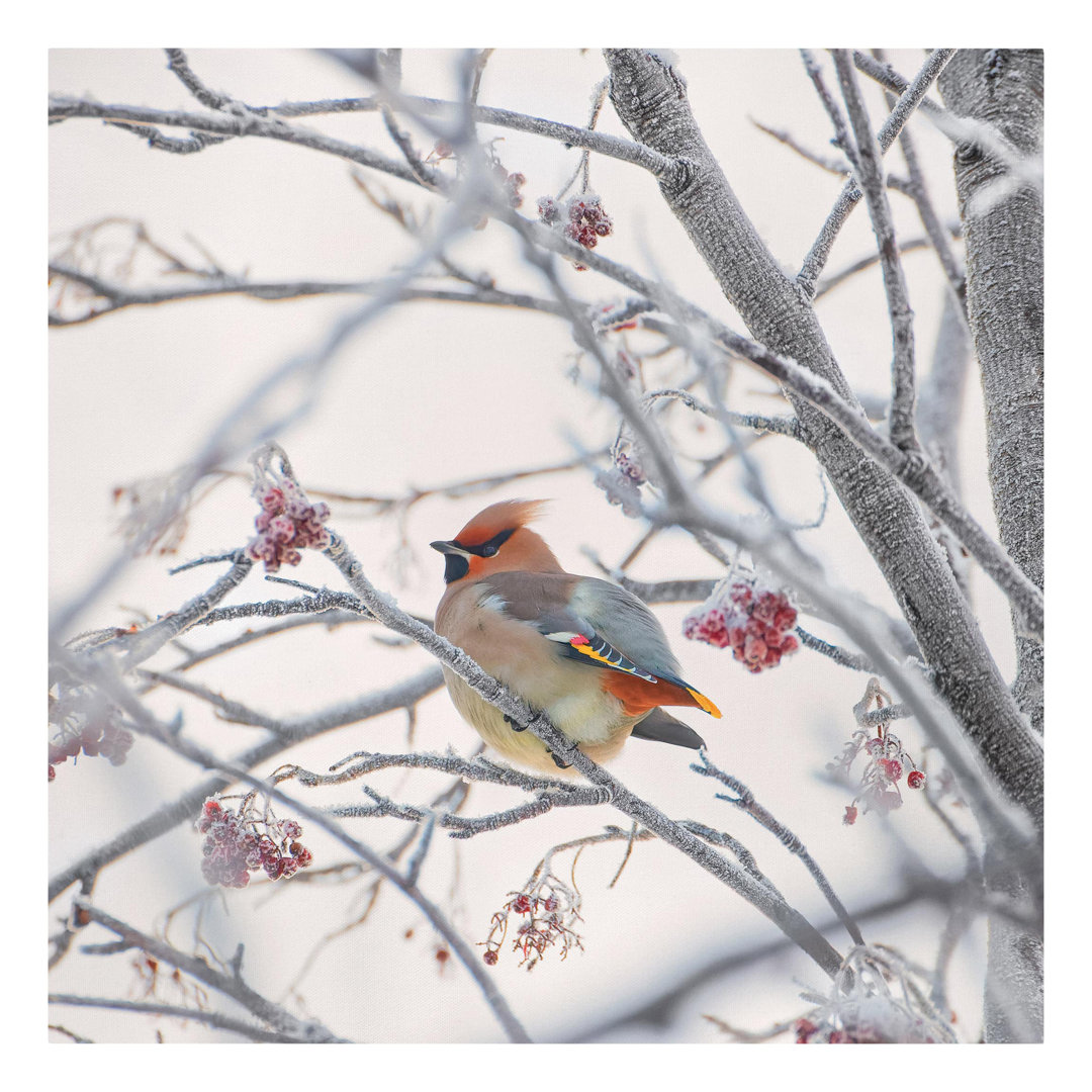 Leinwandbild Waxwing in a Tree