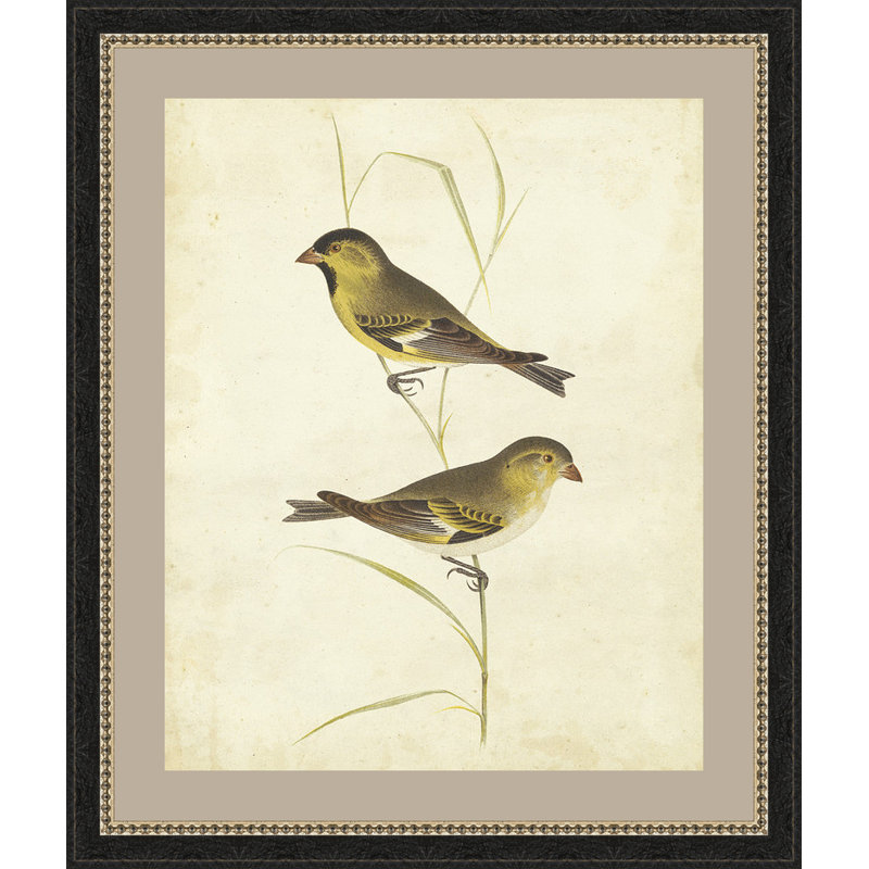 « goldfinch », impression encadrée