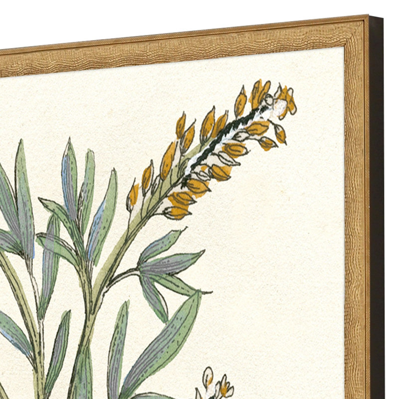 Plantes botaniques III S / 2