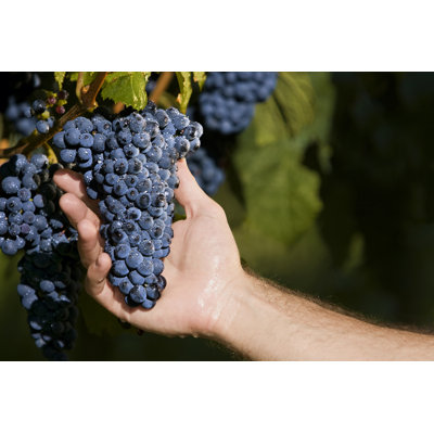 Hand Holding Grapes in the Vine by Kycstudio