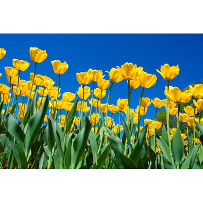 Tulip Flowers - Wrapped Canvas Print