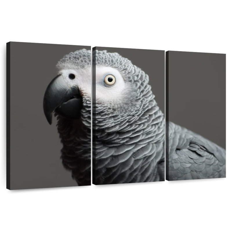 African Grey Parrot, 20" H x 33" W