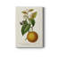 Agrume antique II - impression-1916319565