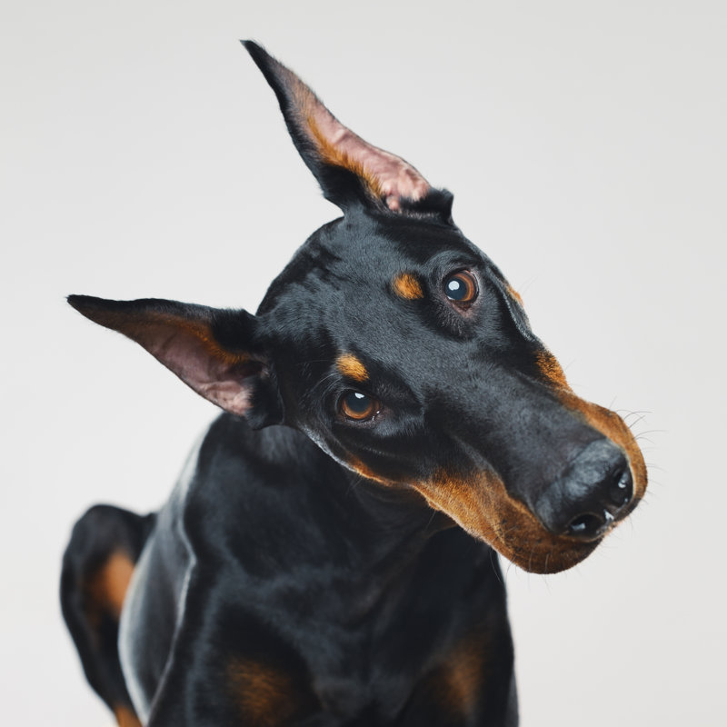 Dobermann dog 970090320, 122cm H x 122cm W