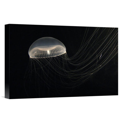 " Pacific Ocean Crystal Jellyfish "