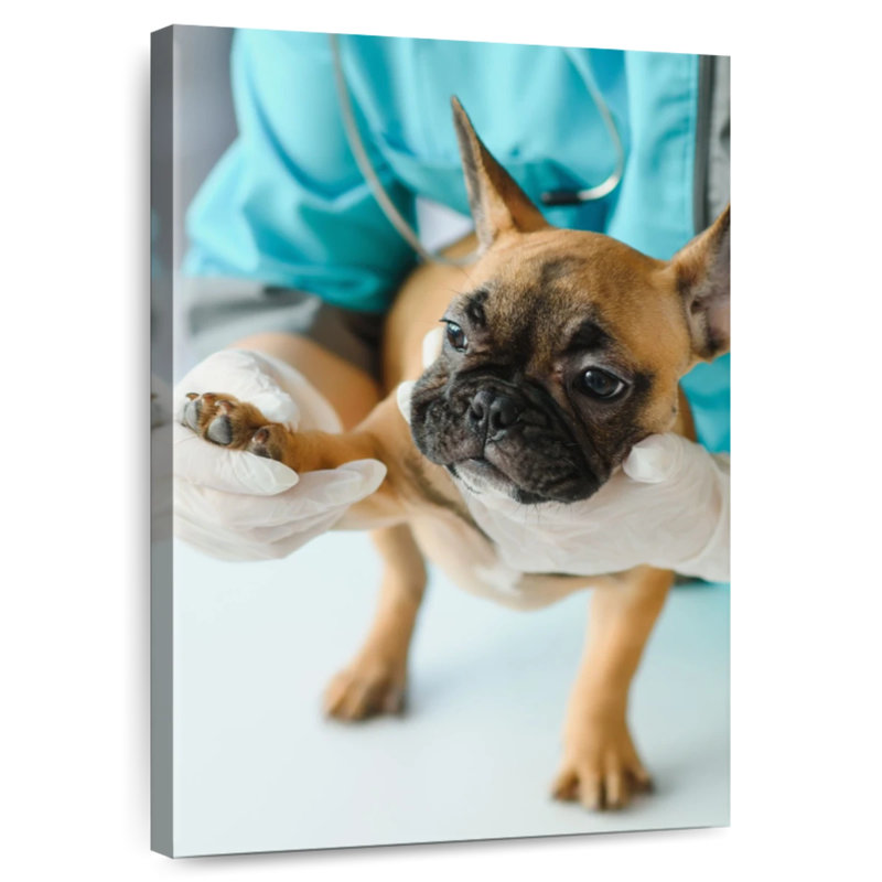 Brampt Pet Care, 48" H x 32" W