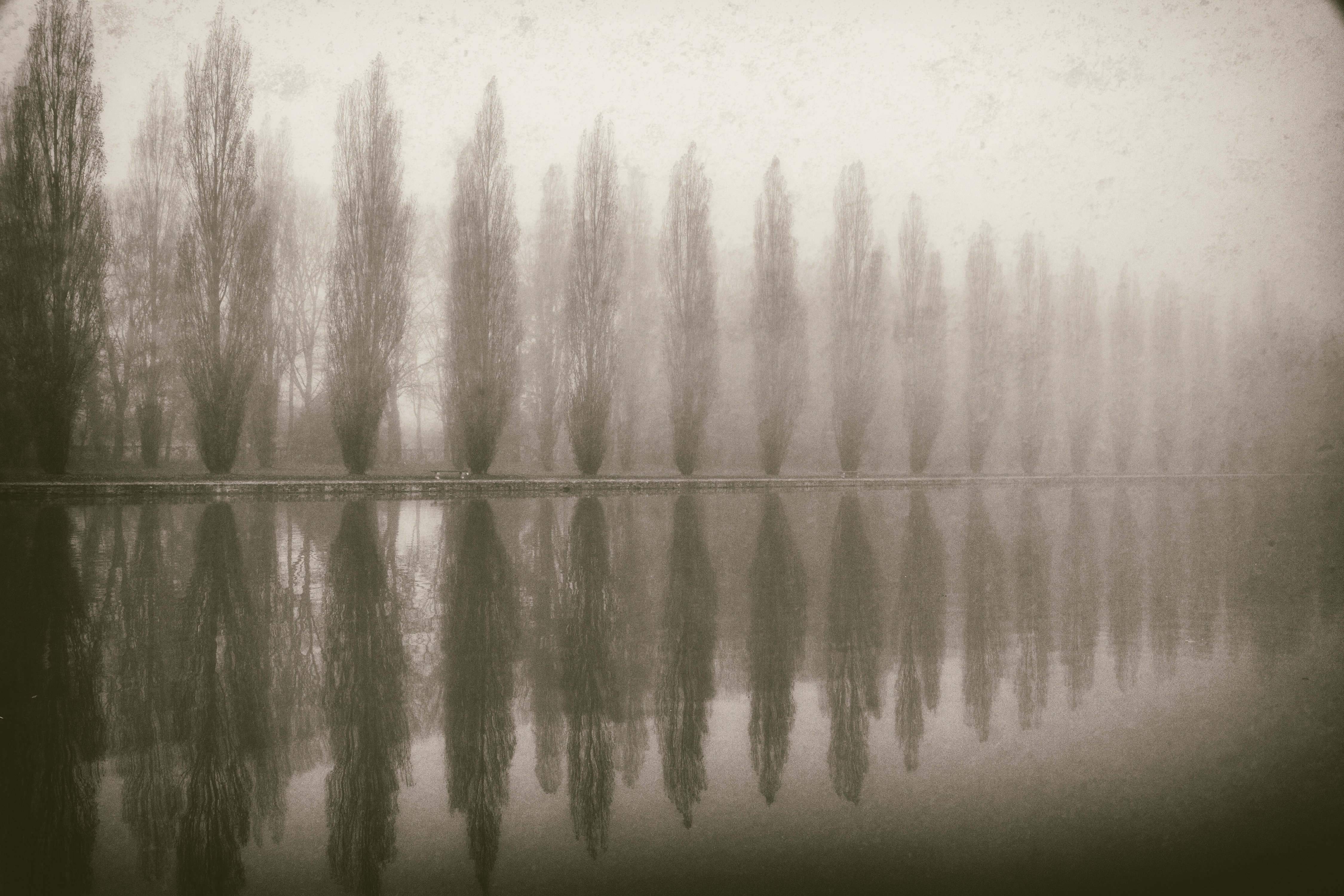 Union Rustic Trees in Fog V - Wrapped Canvas Photograph | Wayfair.co.uk