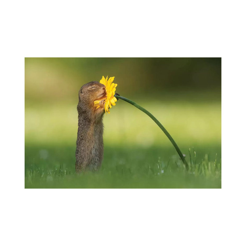 Smells Like Summer by Dick Van Duijn - Wrapped Canvas Print, 20.32 cm H x 30.48 cm W