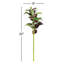 22-Inch Coleus Stem-275587499