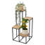 Aireyana Plant Stand