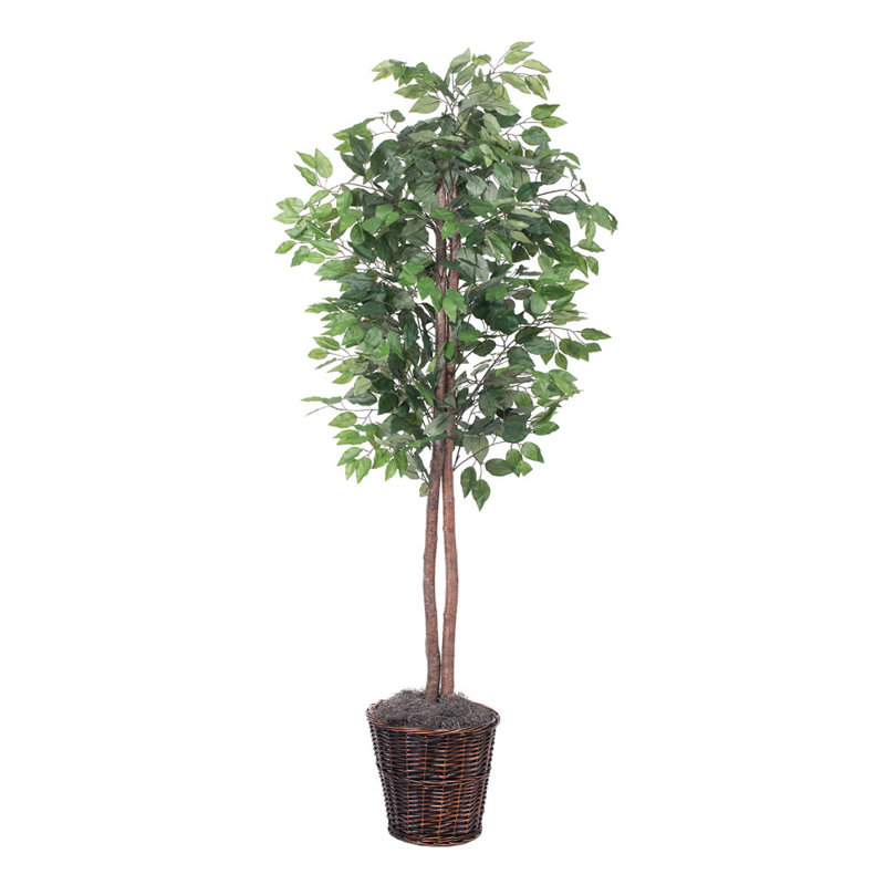 Nigel 72'' Faux Tree in Wicker/Rattan Basket