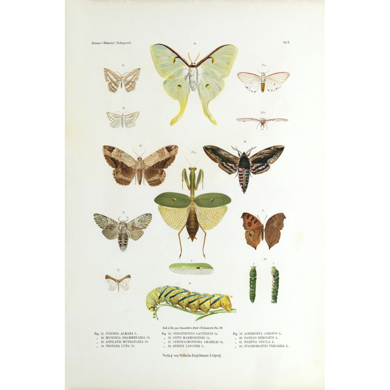 Winged Nature II - Wrapped Canvas Print, 46cm H x 30cm W x 3.8cm D