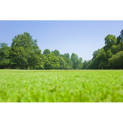 Sunny Park - Wrapped Canvas Print