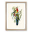 Rose-Hill Parakeets by Elizabeth Gould - Picture Frame Graphic Art Print-55610735-55610734