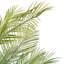 70,5 plante