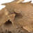 Natural Botanicals 4"-6" Sponge Mushroom, Medium. Includes 50 pieces per Pack.