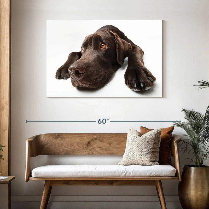Labrador brun chocolat Brampt, H 30 po x l 45 po