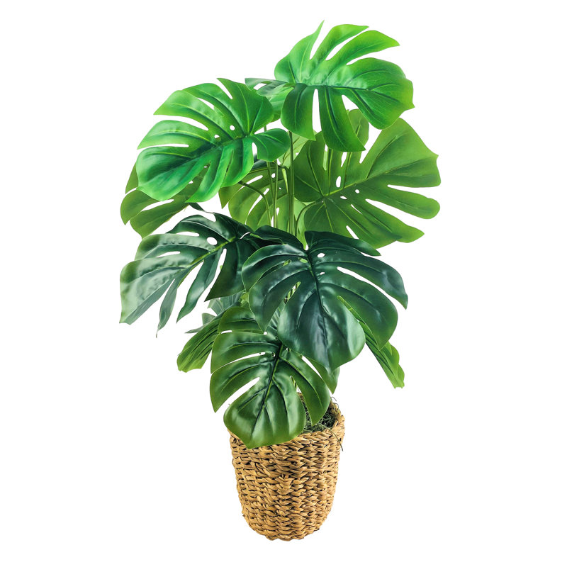 30-Inch Monstera Plant in Woven Natural Basket
