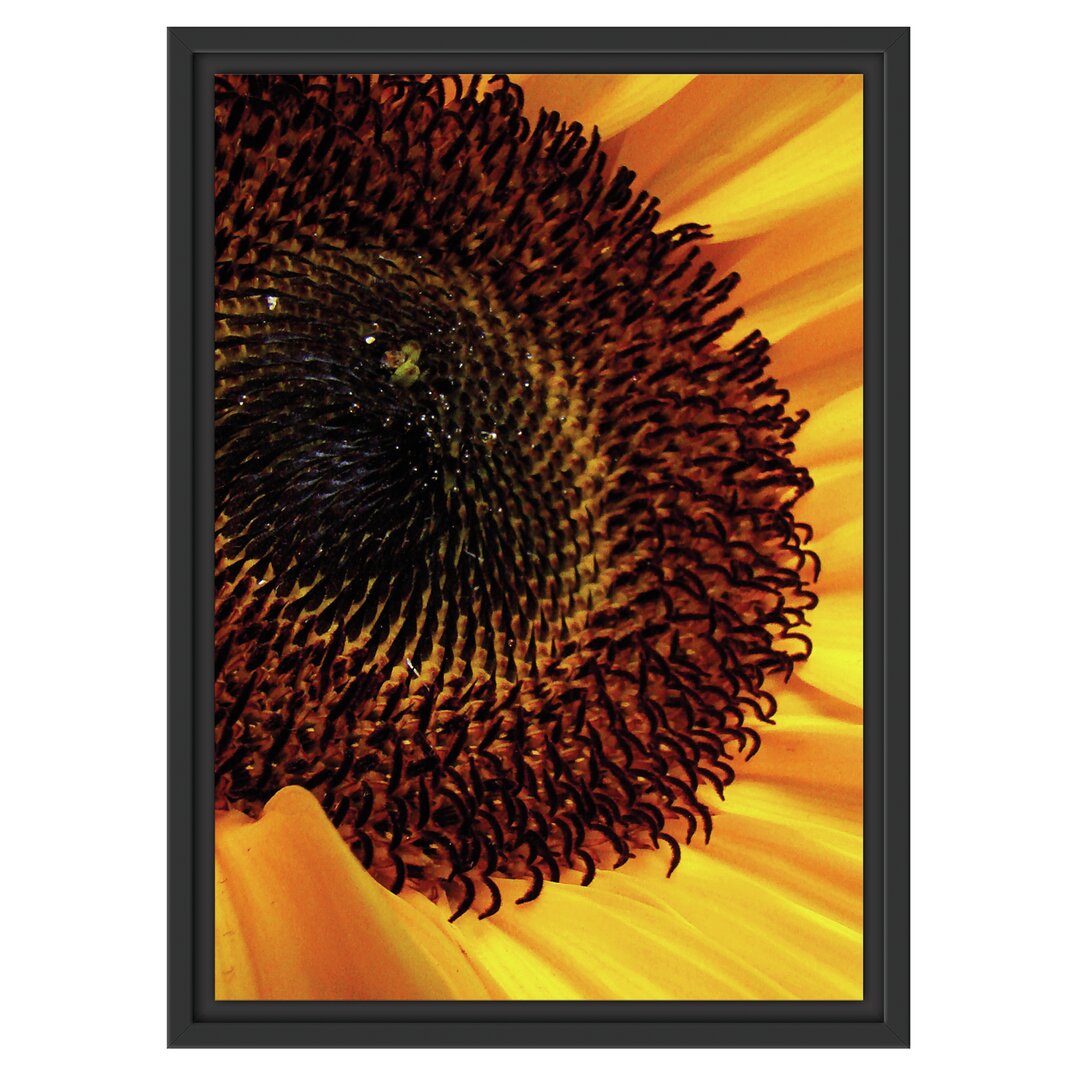 Gerahmtes Wandbild große Sonnenblume