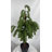 Artificial Norfolk Pine Tree