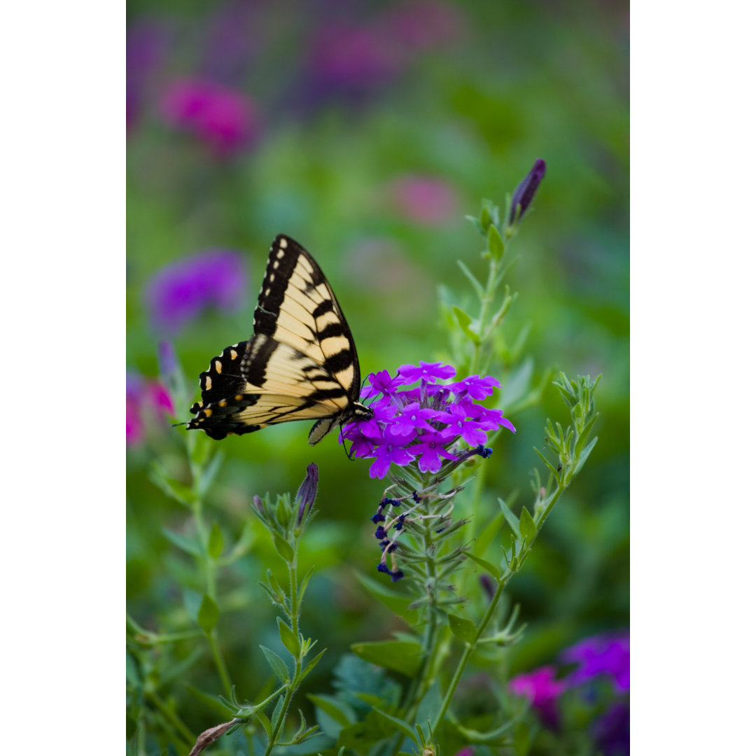 Schmetterling von XenLights - Leinwandbild