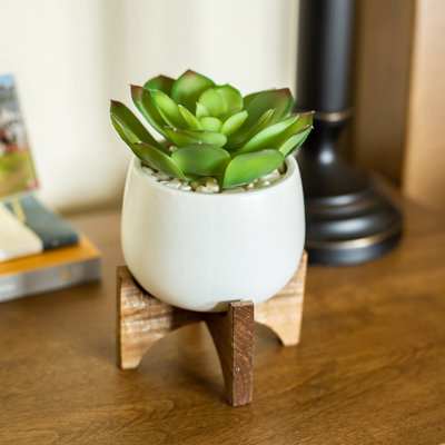 Agave en céramique en pot