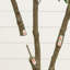 Olive artificielle en pot décoratif blanc-1640485338