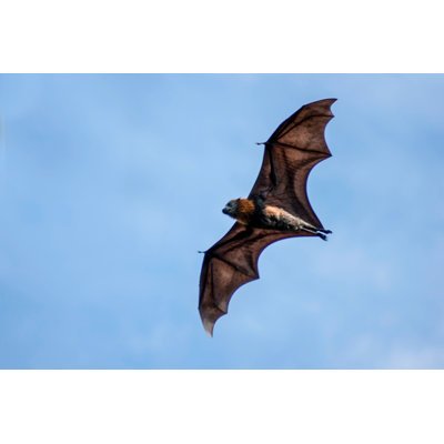 " Grey-Headed Flying Fox In Flight " by Thomasmales