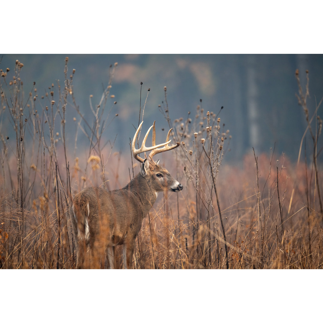 Leinwandbild Large Whitetailed Deer Buck