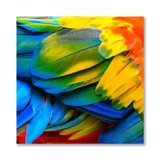 Rainbow Feathers One Print