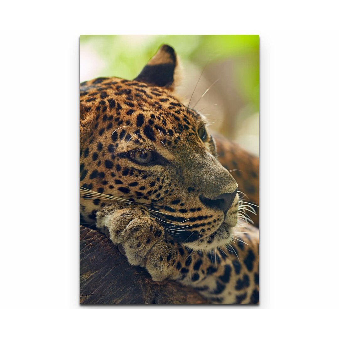 Leinwandbild Liegender Leopard