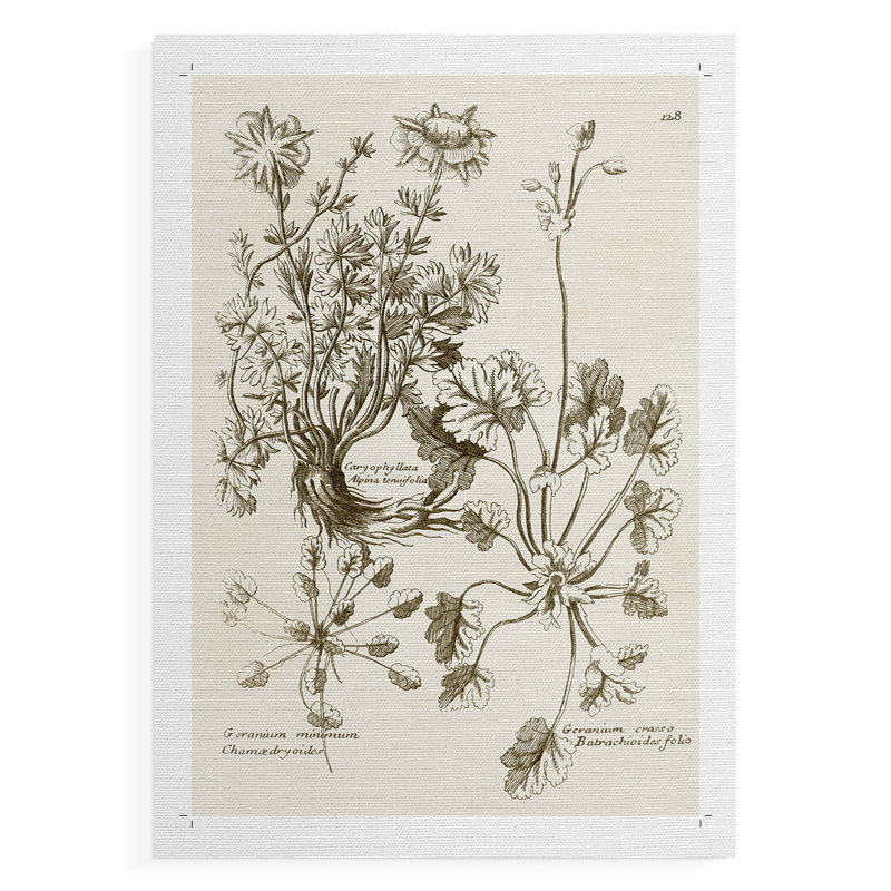 Sépia Botanical Journal IX - Impression sur toile seulement - NON-CADRE, H 18 po x l 12 po