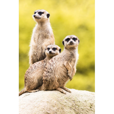 Meerkats on Guard by Zoran Kolundzija