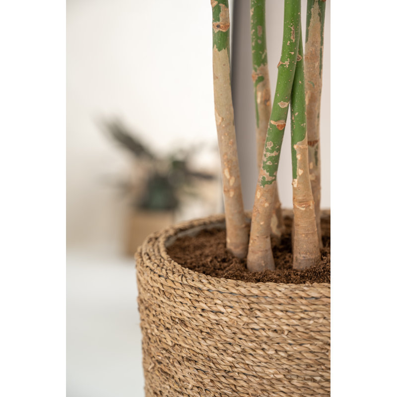 Ardell Handmade Pot Planter, 8" H x 9" W x 9" D