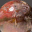 Sphère polychrome polie de Madagascar-55243175-103622391
