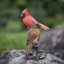 Red Cardinals on branch | Handcrafted Decorative Bird Statue for Home & Garden | Premium Polyresin, Weather-Resistant Indoor/Outdoor Decor