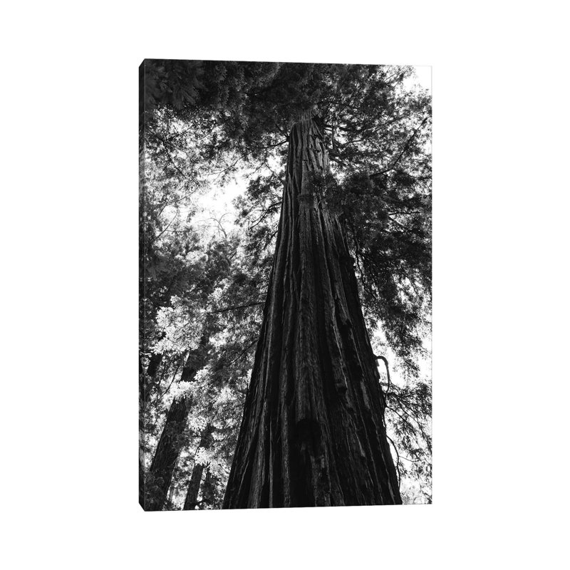 «Redwood Forest» par Bethany Young - Giclée sur toile tendue avec châssis, H 12 po x l 8 po x P 0,75 po