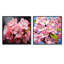 Pomme de fleur réaliste botanique - ensemble de 2 carrés de fleurs de pommiers-101850286-101850287