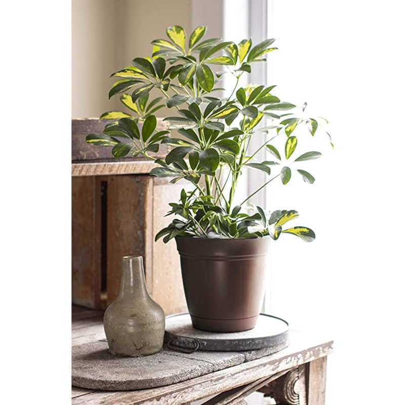 Daekwan Pot Planter, Chocolate, 14" x 14" x 14"