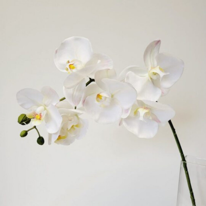 Tige d'orchidée blanche Phalaenopsis