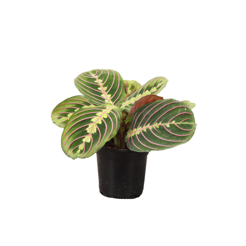 Live Red Prayer Plant Pet Friendly Indoor Houseplant in 4 Inch Nursery Pot